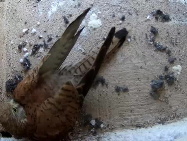 20210702-Tapo-vhigh 2jul2021 VIDEO DAY 18 birdseye view 15'31" 2jul2021 04.30 - 14.30