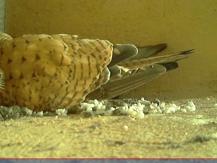 20210703-10fps-x264 8bit 3jul2021 VIDEO DAY 19 Fast 10fps 3jul2021 05.00 - 22.00