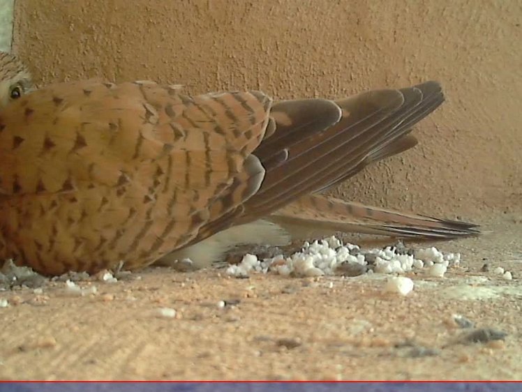 20210703-2fps-x264 8bit 3jul2021 VIDEO DAY 19 Slow 2fps 3jul2021 05.00 - 22.00