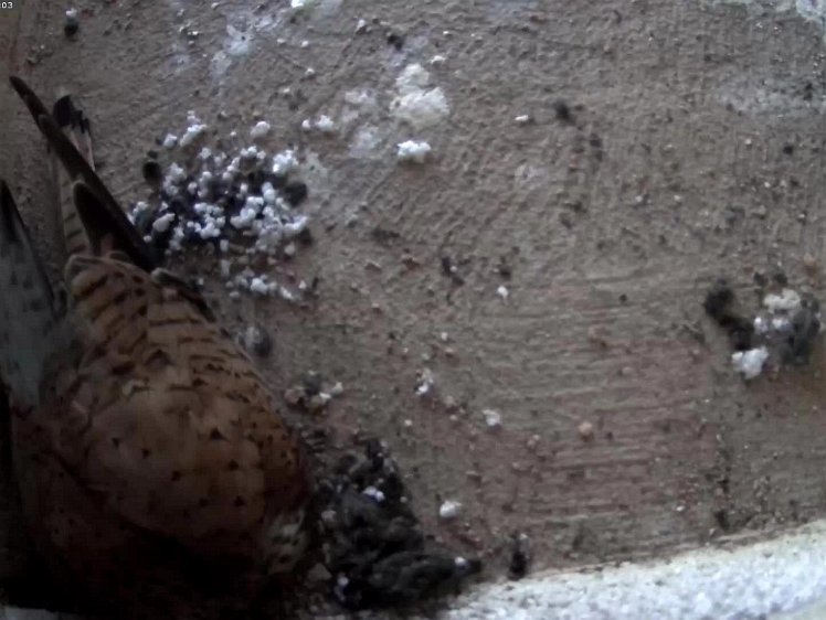 20210703-Tapo 3jul2021 VIDEO DAY 19 birdseye view 3jul2021 (times shown top LH are GMT+1)