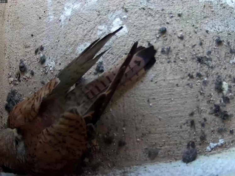 20210704-10fps-Tapo 4jul2021 VIDEO DAY 20 birdseye view 10fps 4jul2021 05.00 -