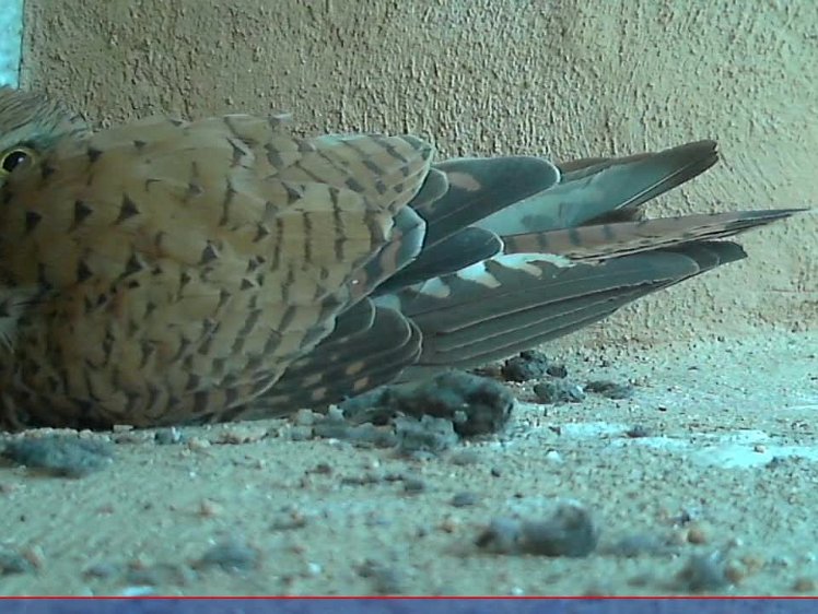 20210704-10fps-x264 8bit 4jul2021 VIDEO DAY 20 Fast 10fps 4jul2021 05.15 -