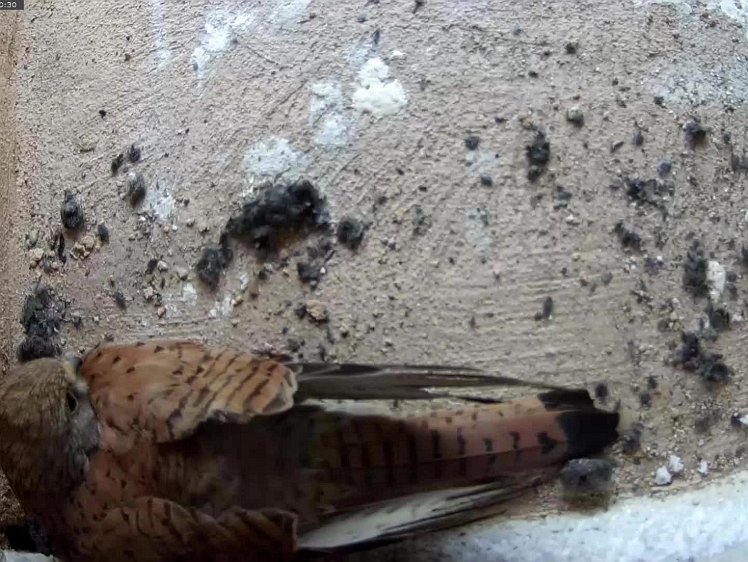 20210704-2fps-Tapo 4jul2021 VIDEO DAY 20 birdseye view 2fps 4jul2021 05.00 -