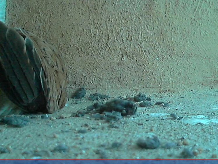 20210704-2fps-x264 8bit 4jul2021 VIDEO DAY 20 Slow 2fps 4jul2021 05.15 -