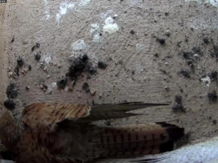 20210704-5fps-Tapo 4jul2021 VIDEO DAY 20 birdseye view 5fps 4jul2021 05.00 -