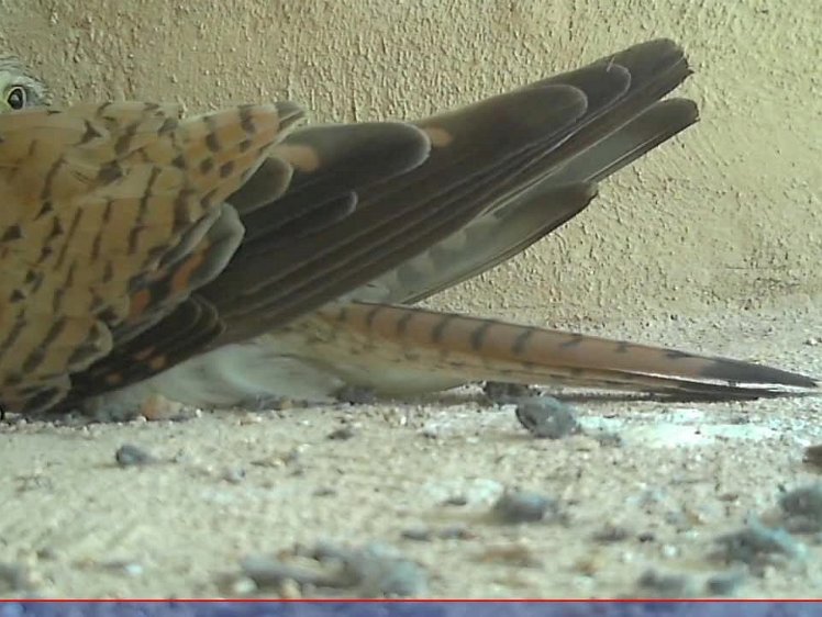 20210705-10fps-x264 8bit 5jul2021 VIDEO DAY 21 Fast 10fps 5jul2021 05.15 -