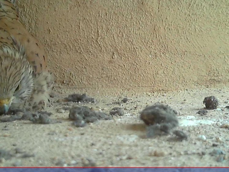 20210705-2fps-x264 8bit 5jul2021 VIDEO DAY 21 Slow 2fps 5jul2021