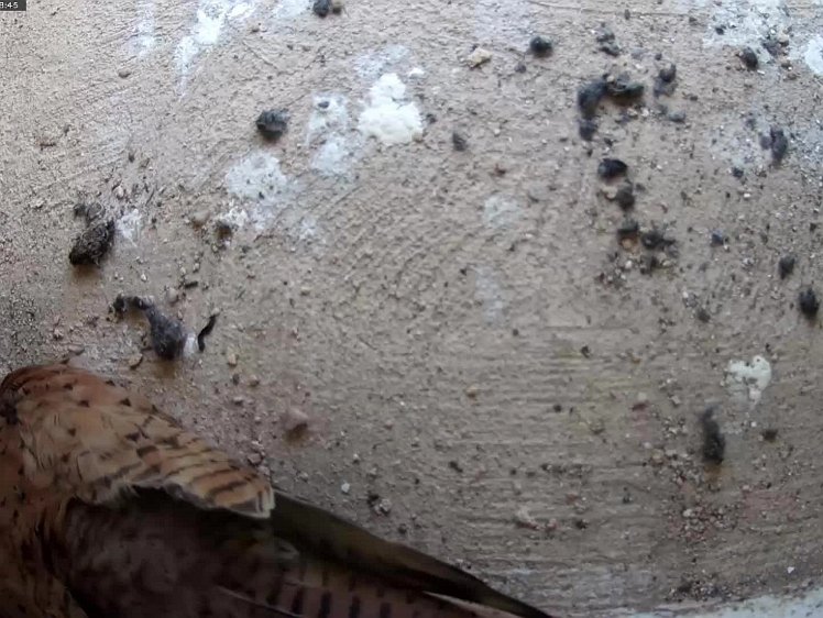 20210705-5fps-Tapo 5jul2021 VIDEO DAY 21 birdseye view 5fps 5jul2021 05.00 -