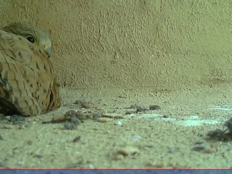 20210706-10fps-x264 8bit 6jul2021 VIDEO DAY 22 Fast 10fps 6jul2021 05.15 -