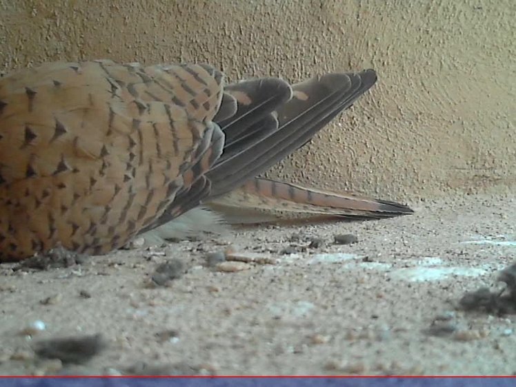 20210706-2fps-x264 8bit 6jul2021 VIDEO DAY 22 Slow 2fps 6jul2021 05.15 -