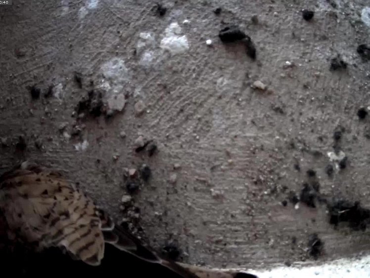 20210706-5fps-Tapo 6jul2021 VIDEO DAY 22 birdseye view 5fps