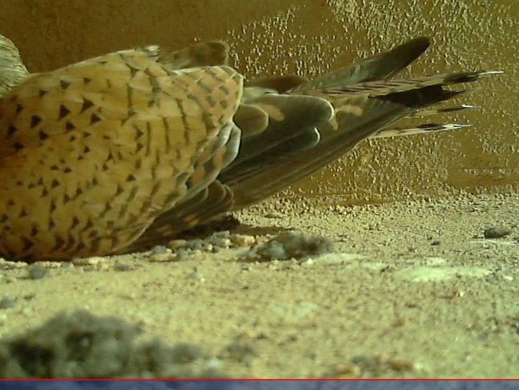 20210707-10fps-x264 8bit 7jul2021 VIDEO DAY 23 Fast 10fps 7jul2021 05.15 -