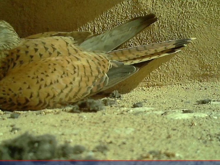 20210707-2fps-x264 8bit 7jul2021 VIDEO DAY 23 Slow 2fps 7jul2021 05.15 -