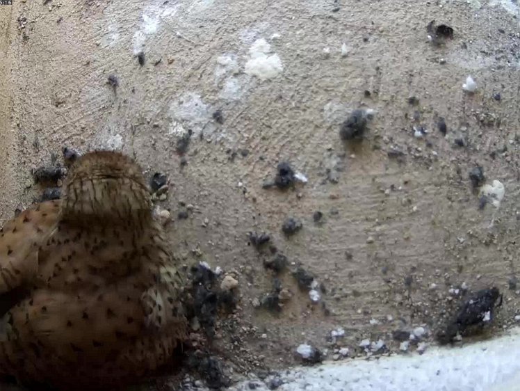 polystyrene-1 1jul2021 Bored sitting around all day on four eggs? Taking it out on the polystyrene?