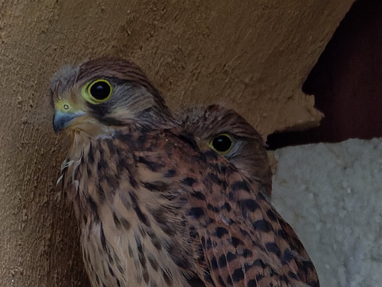 20210807_X8077896_EM1II_DxO-hdr-c-dp chick perched on the box containing the Tapo C100 webcam