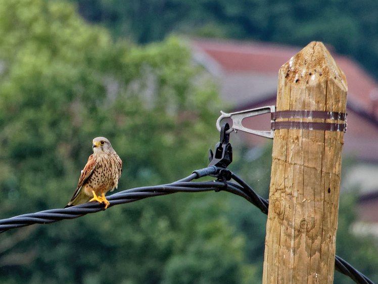 What happened after day 35