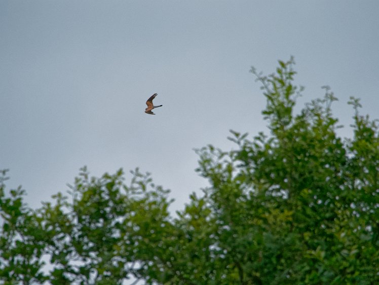 20210816_X8168367_EM1II_DxO-hdr 16aug2021