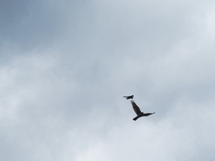 20210816_X8168394_EM1II_DxO-hdr 16aug2021