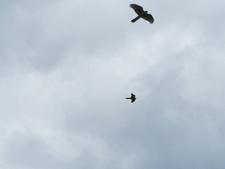 20210816_X8168396_EM1II_DxO-hdr 16aug2021