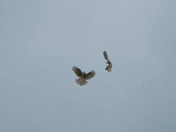 20210816_X8168458_EM1II_DxO-hdr-cr 16aug2021