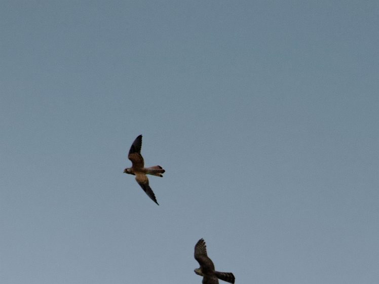 20210816_X8168466_EM1II_DxO-hdr-cr 16aug2021