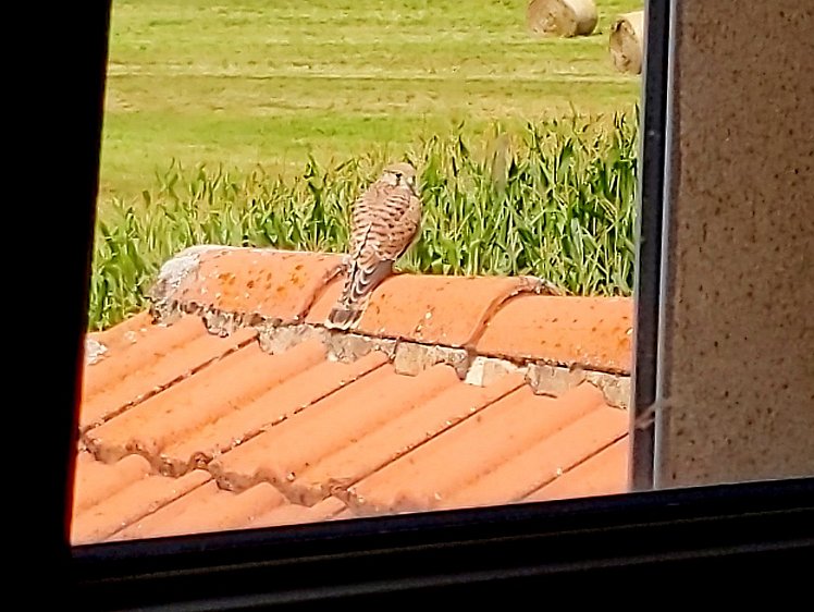 20210817_PXL101747075.MP_Pixel3a-JEB-cr 17aug2021 - through the attic window