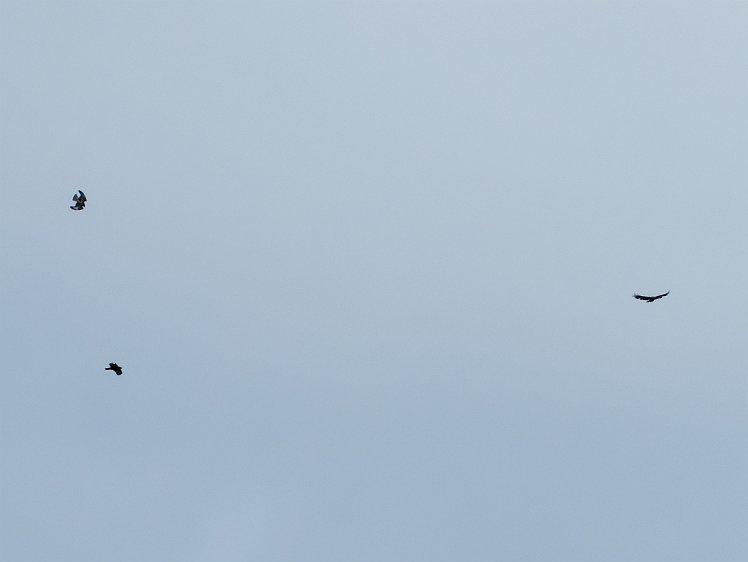 20210817_X8178505_EM1II_DxO-cr 17aug2021