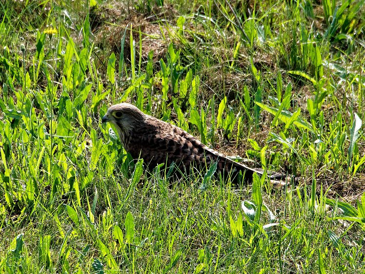 20210821_X8218541_EM1II_DxO-wp-cr 21aug2021 catching a grasshopper