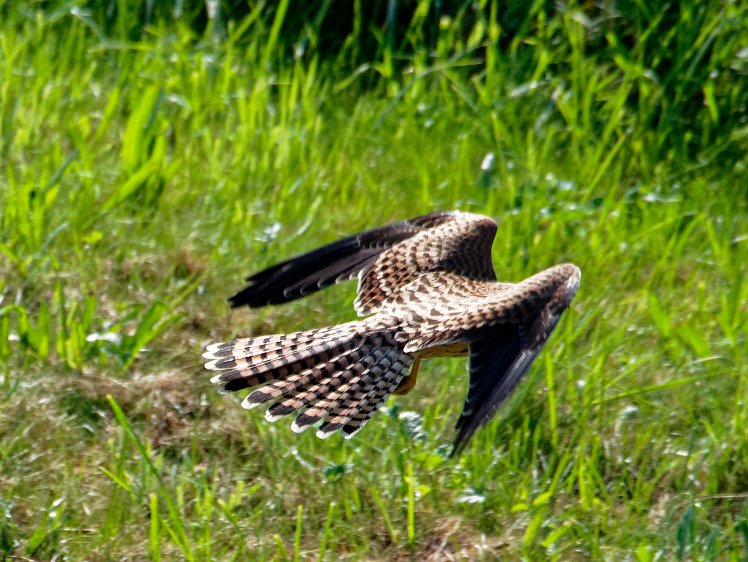 20210821_X8218549_EM1II_DxO-wp-cr 21aug2021 flying off with a grasshopper