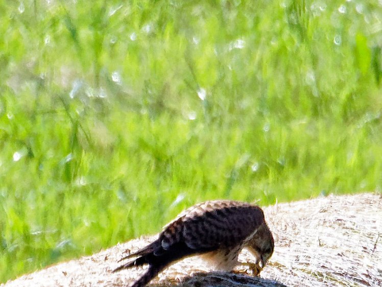 20210821_X8218557_EM1II_DxO-wp-cr 21aug2021 eating a grasshopper