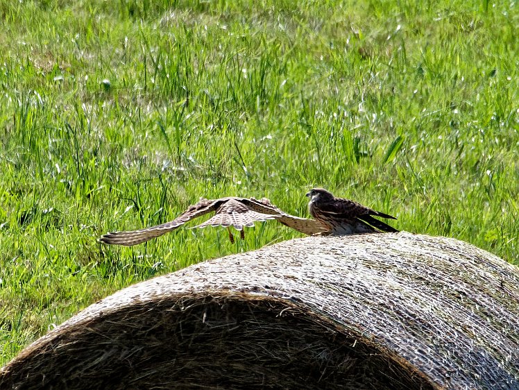 20210821_X8218565_EM1II_DxO-wp-cr 21aug2021