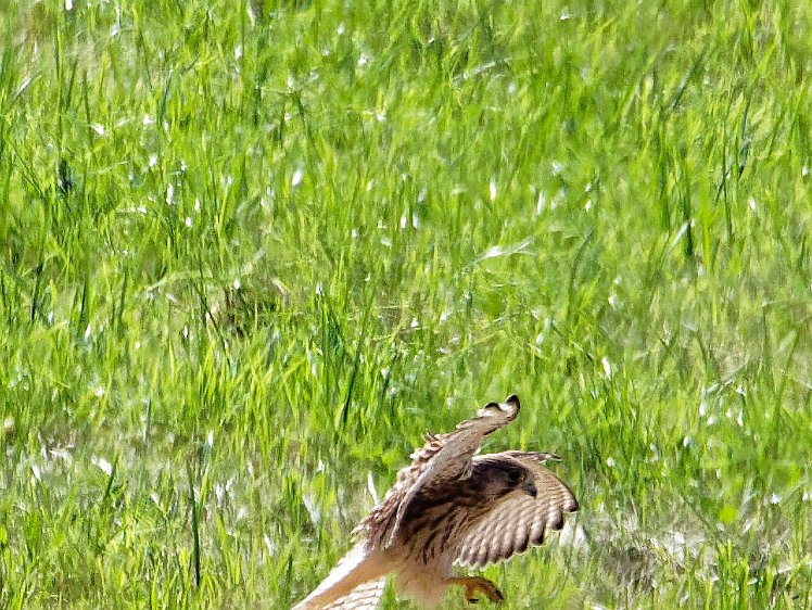 20210821_X8218598_EM1II_DxO-wp-cr 21aug2021