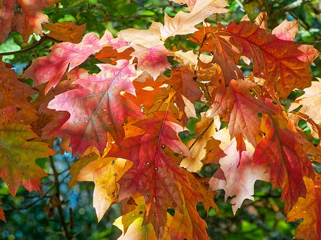 20221022_XA223728_EM1II_DxO-wp