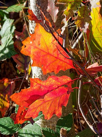 20221022_XA223729_EM1II_DxO-wp-crop