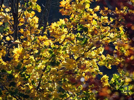 20221101_XB013774_EM1II_DxO-wp