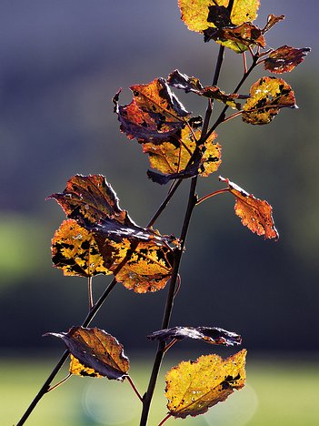 20221101_XB013787_EM1II_DxO-wp-crop