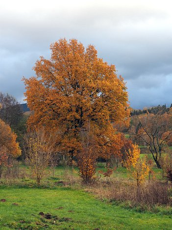 20221120_XB203900_EM1II-ifl