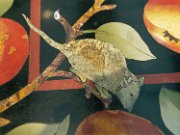 France, Louvre-Lens Museum : France, Louvre-Lens Museum