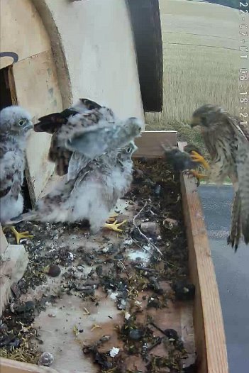 20220701 0818 081820 C310 video - 08h18 female brings mouse