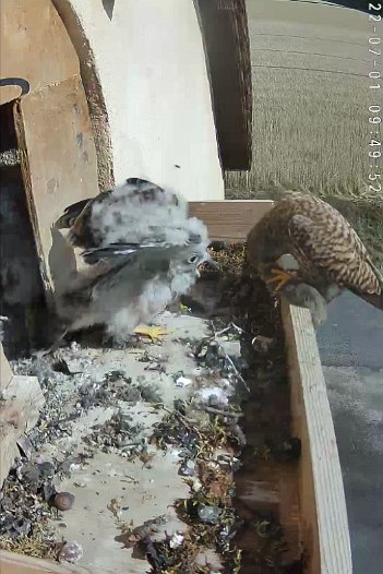 20220701 0949 094950 C310 video - 09h49 female brings mouse