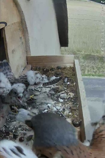 20220701 1326 132600 C310 video - 13h25 the male brings a vole