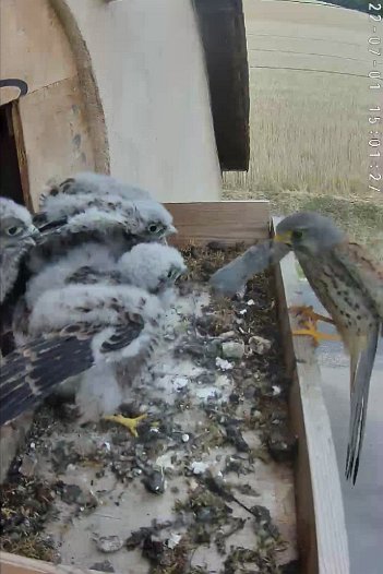 20220701 1501 150125 C310 video - 15h01 the male brings a vole