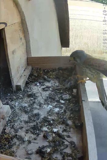 20220701 1555 155514 C310 video - 15h55 the male brings a mouse