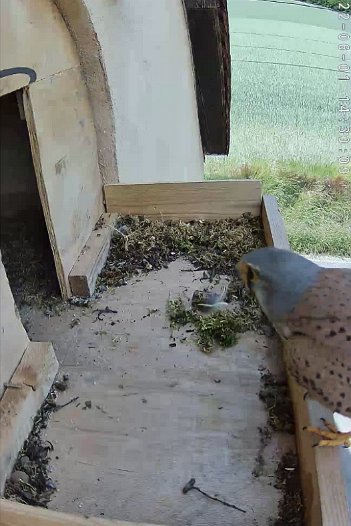 20220601 1430 1430430 C310 video - 14h30 the male arrives and ...