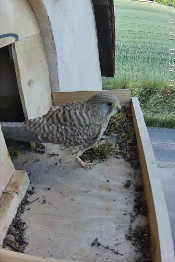 20220601 1928 192820 C310 video - 19h28 the male arrives for a short time and entices the female out of the nest but then flies away