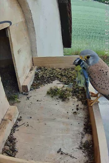 20220601 2038 203800 C310 video - 20h38 the male arrives with a blue tit in his claws but flies off with it in his beak without giving it to the female