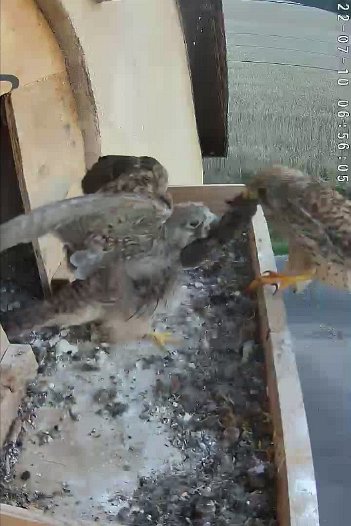 20220710 0656 065600 C310 video - 06h56 the female brings a mouse for the last juvenile