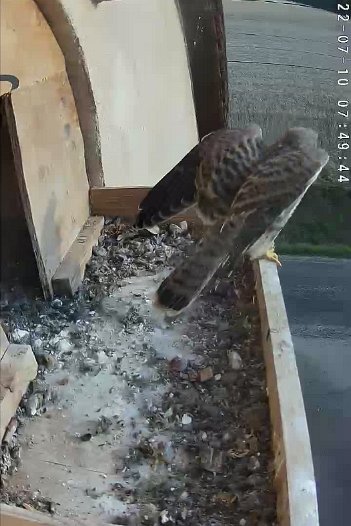 20220710 0749 074935 C310 video - 07h49 one of the last two juveniles flies off
