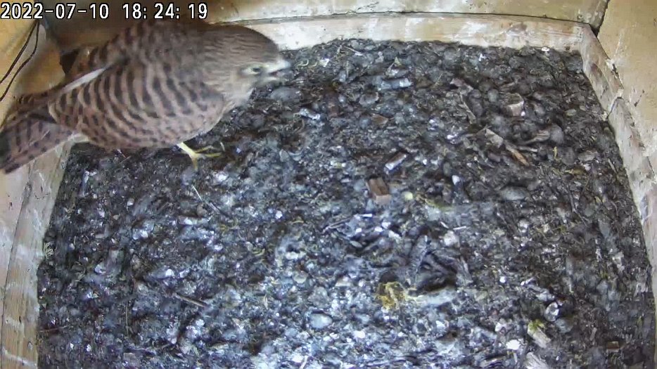 20220710 1824 182410 C200 video - 18h24 the juvenile finds some food