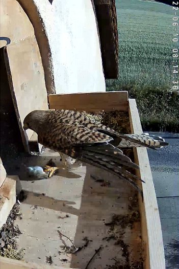 20220610 0610 0936156426 C310 08h14 sequence of female flying to nest with vole 4